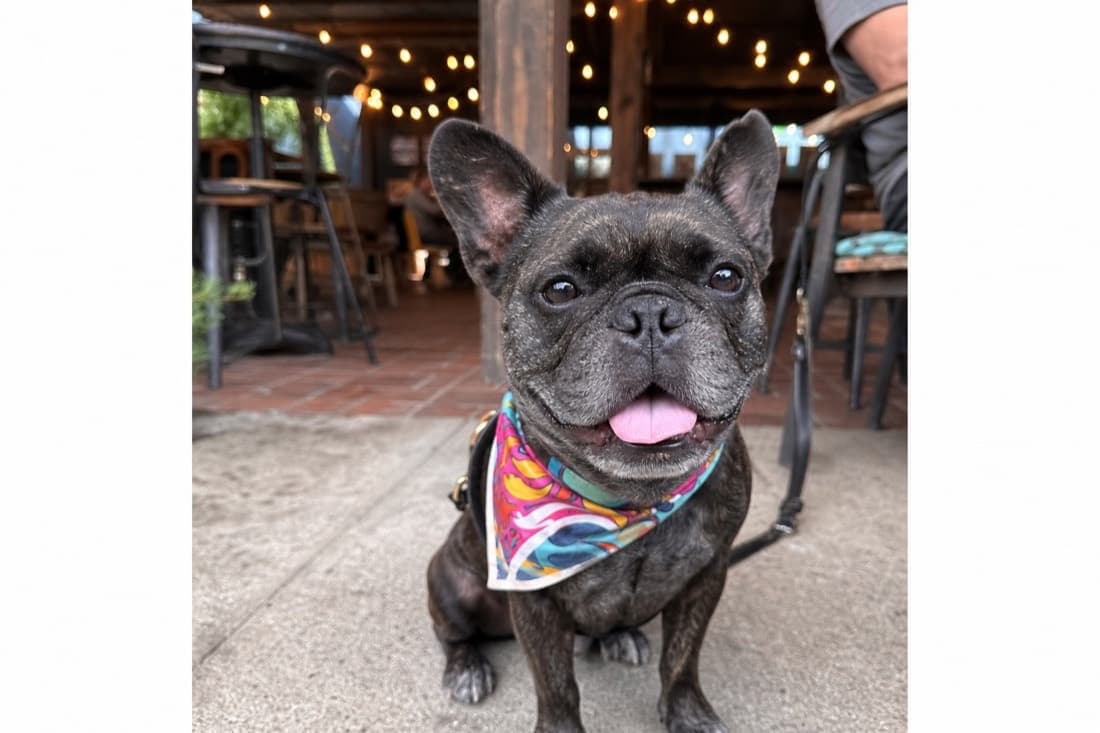Biscuit avatar